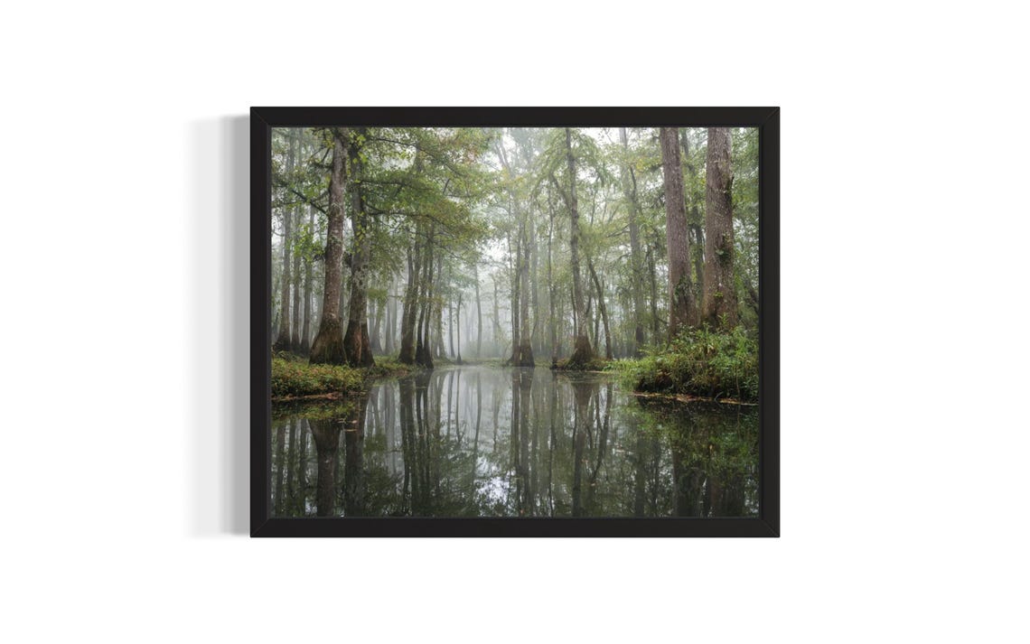 Misty Cypress Swamp Wetland Mirror Reflection Nature Art Poster