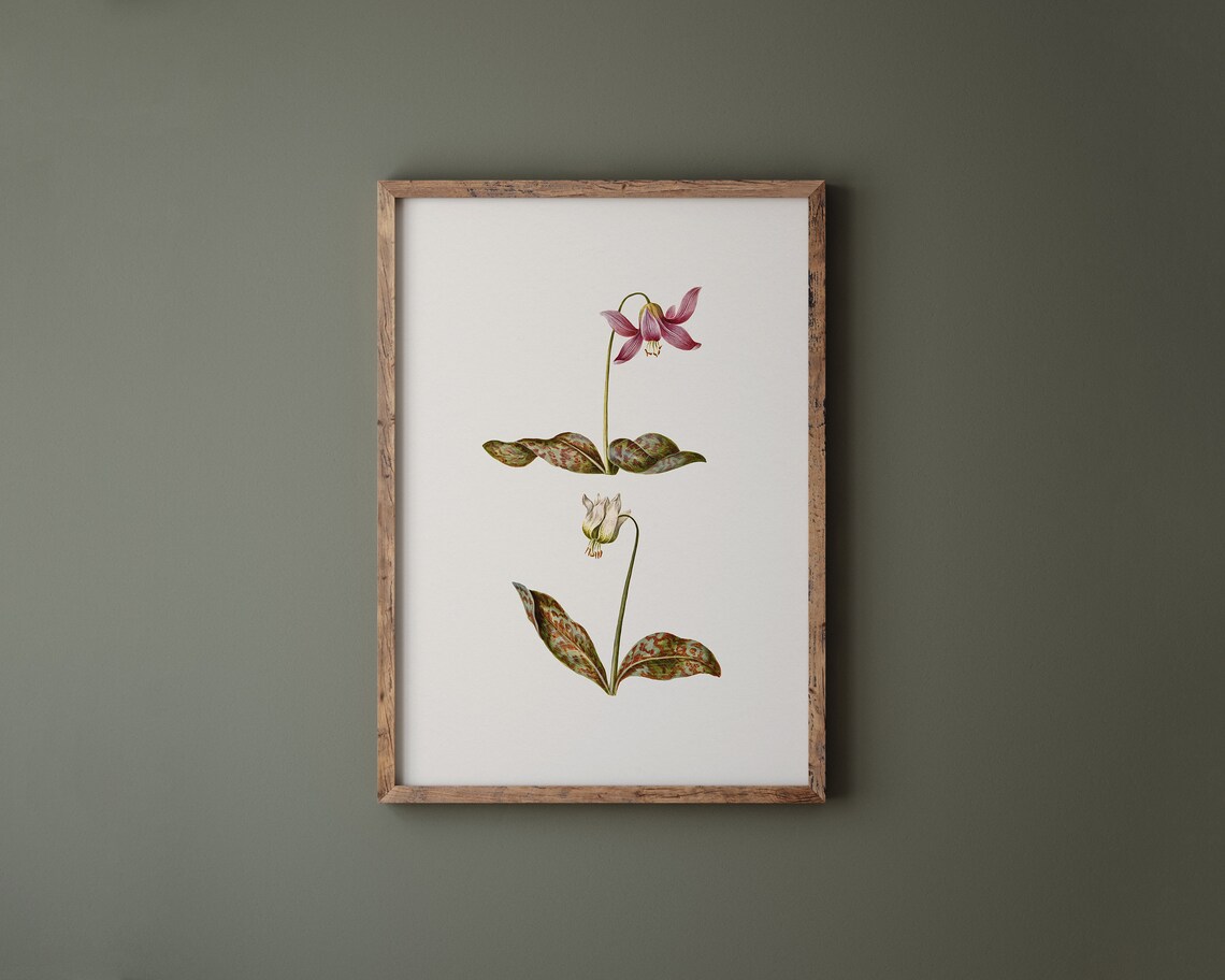 Dogtooth Violet Botanical Flower Illustration Vintage Art Print