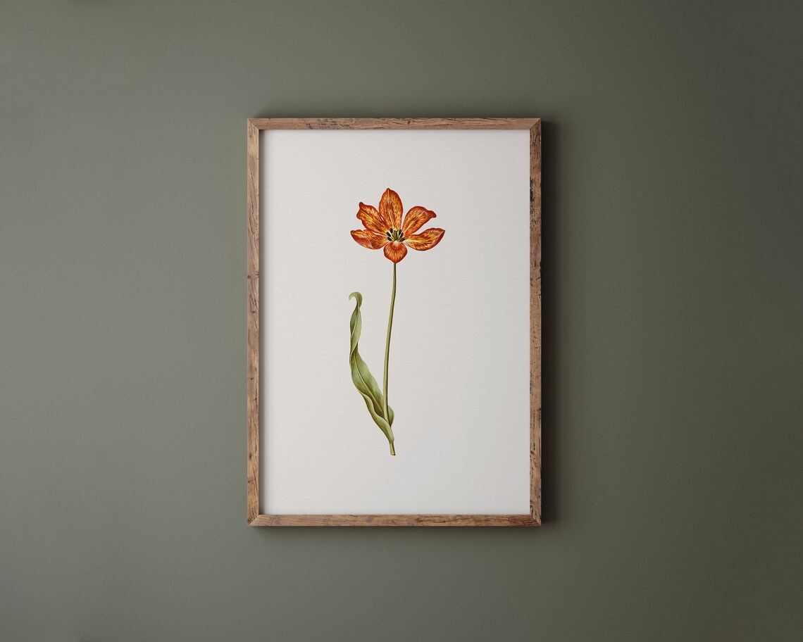 Tall Open Orange Garden Tulip Botanical Vintage Flower Art Print