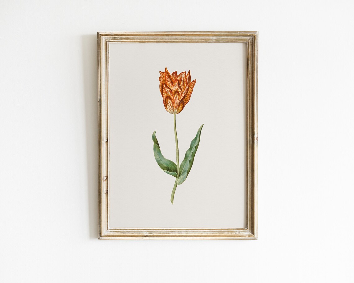 Single Rust Orange Garden Tulip Botanical Vintage Flower Art Print - Image 2