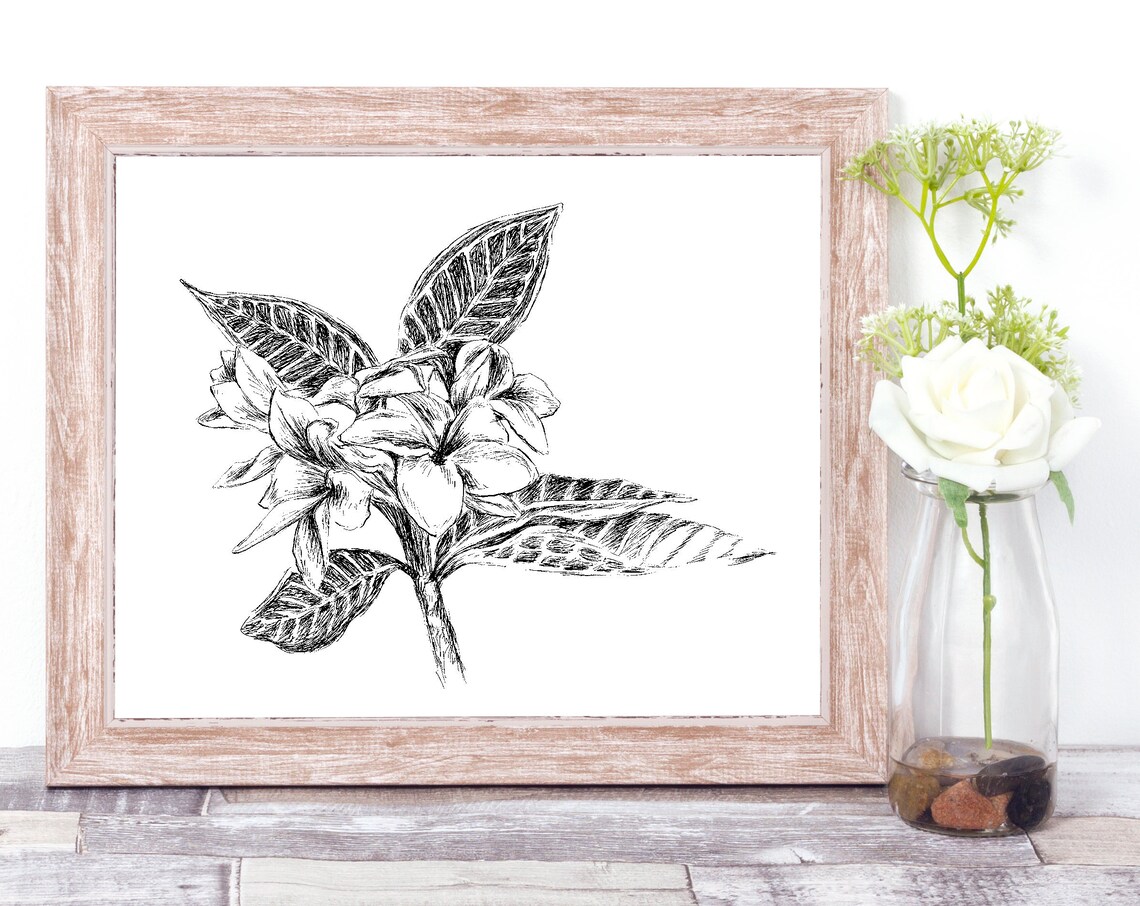 Plumeria Flowers Branch Botanical Ink Sketch Nature Art Poster