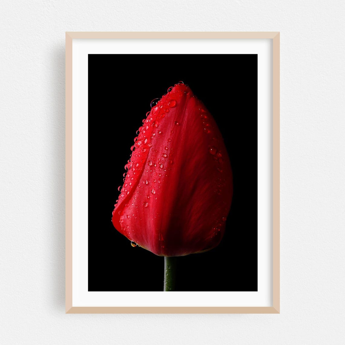 Red Tulip Covered In Water Droplets Macro Photography On Black Poster