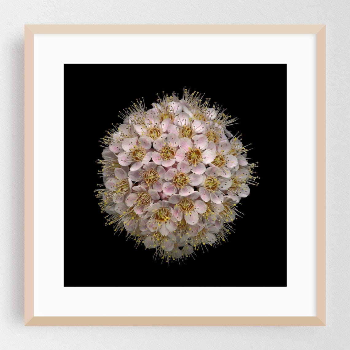 Blush Flower Cluster Black Background Botanical Macro Photo Print
