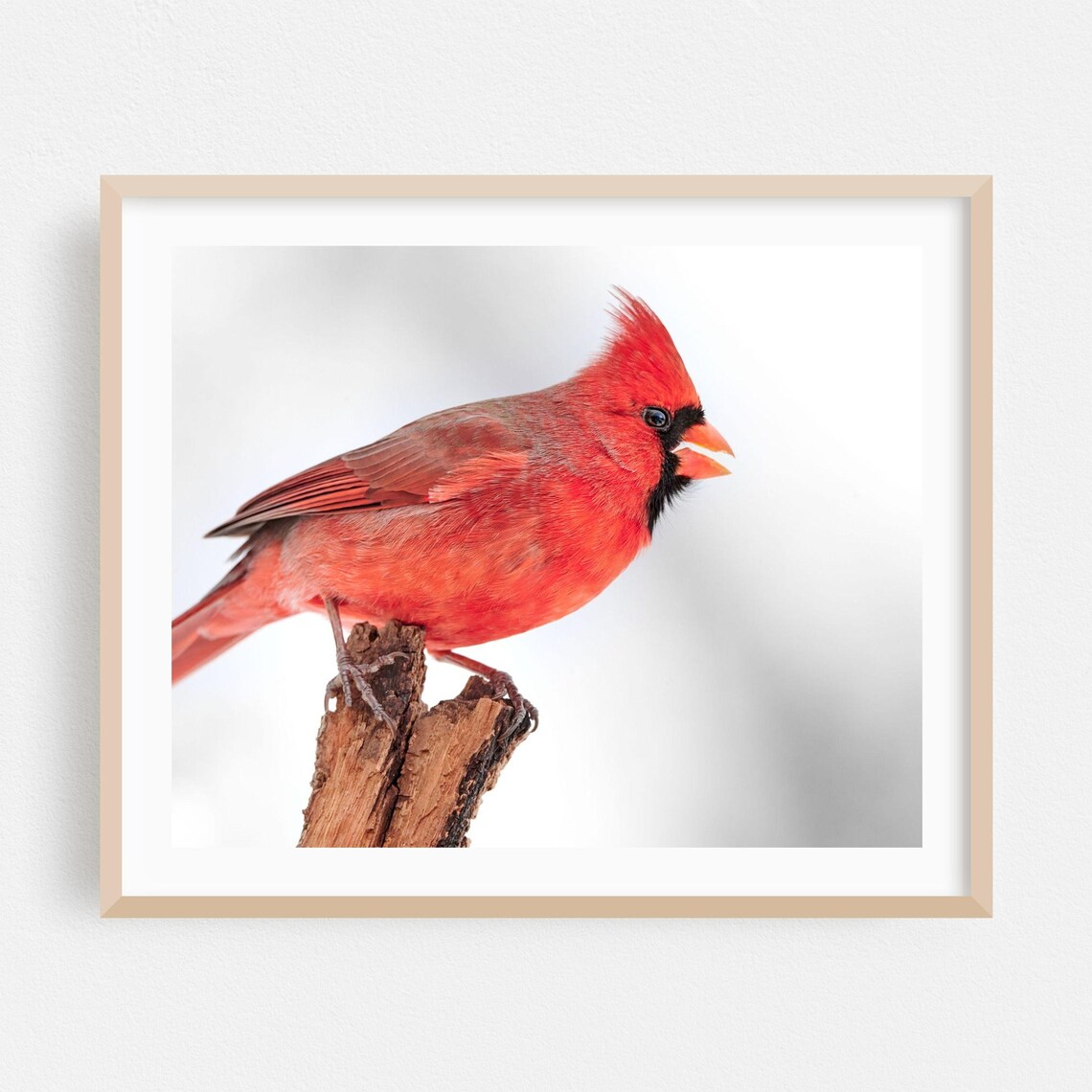 Male Northern Cardinal In Snow Winter Fine Art Photography Poster