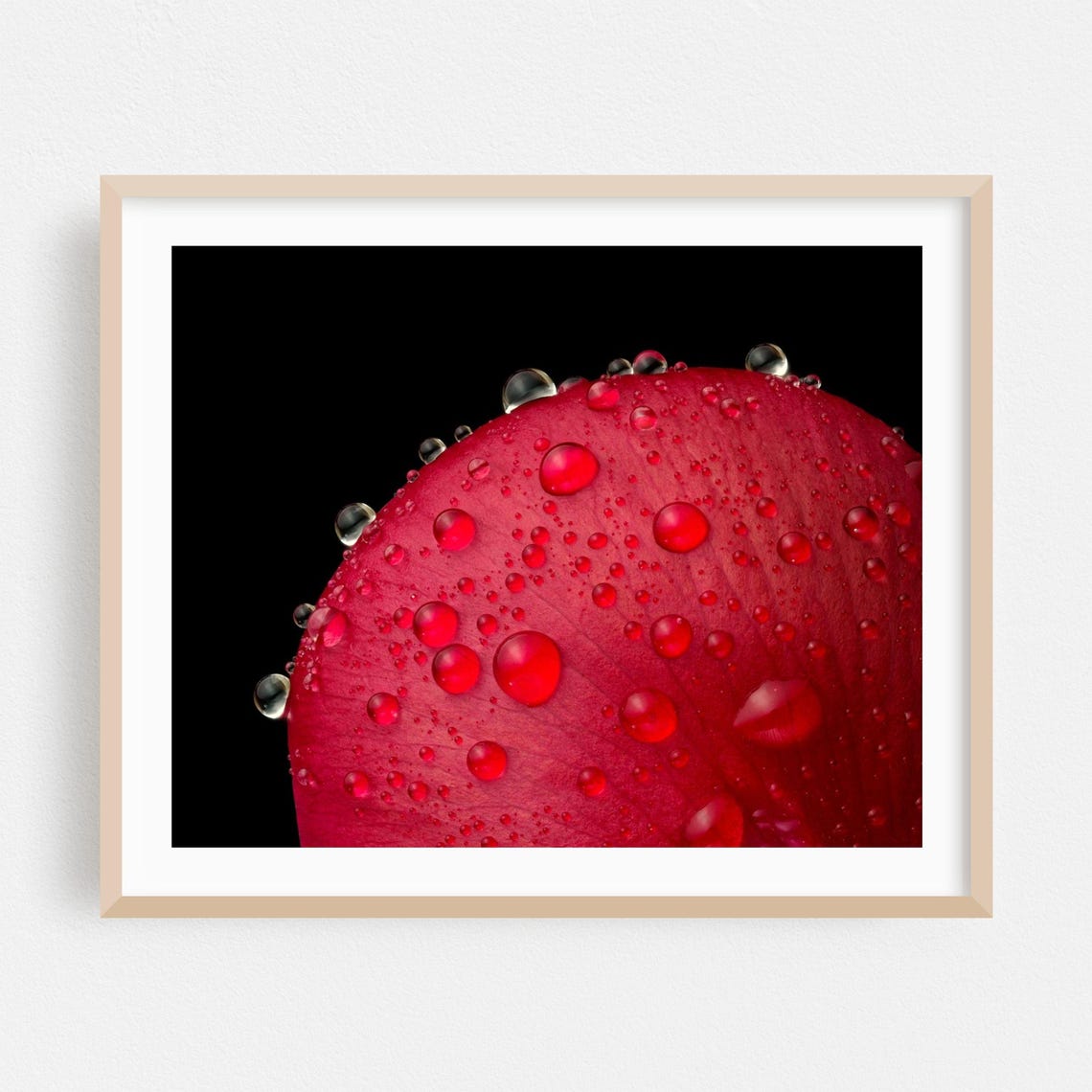 Red Flower Petal Water Droplets Macro On Black Background Poster