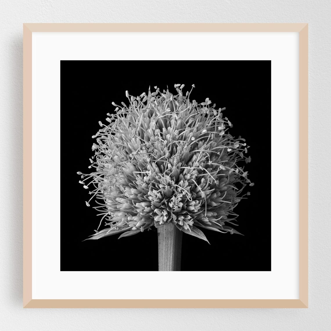 Black and White Allium Flower Macro Photography Poster on Black