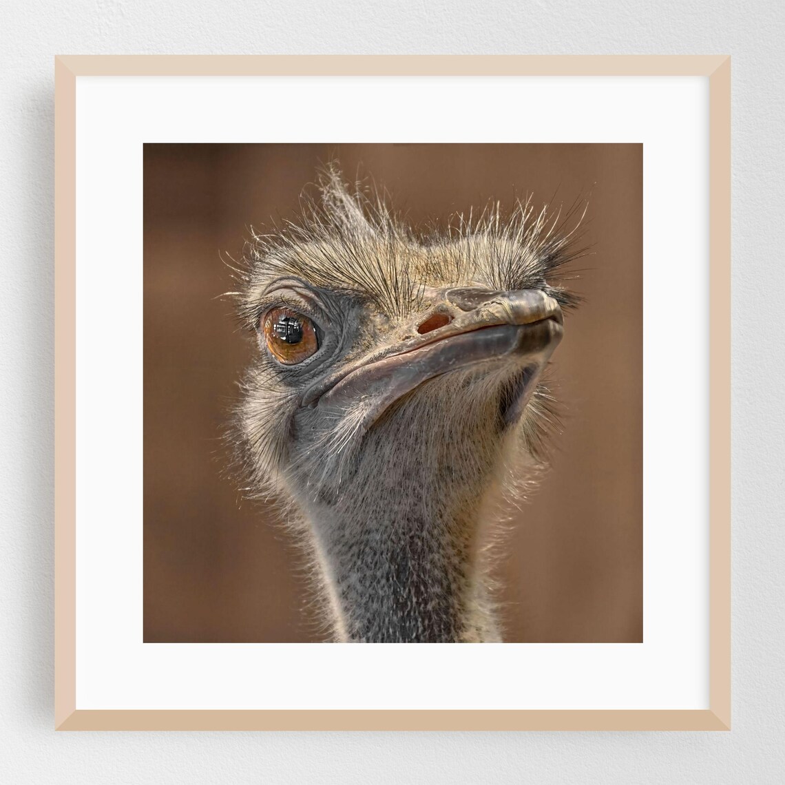 Ostrich Close-Up Portrait Amber Eye Wildlife Photography Art Poster