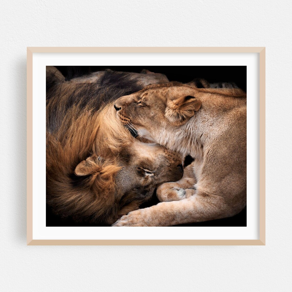 Lion Couple Nuzzling in the Dark Wildlife Photography Art Poster