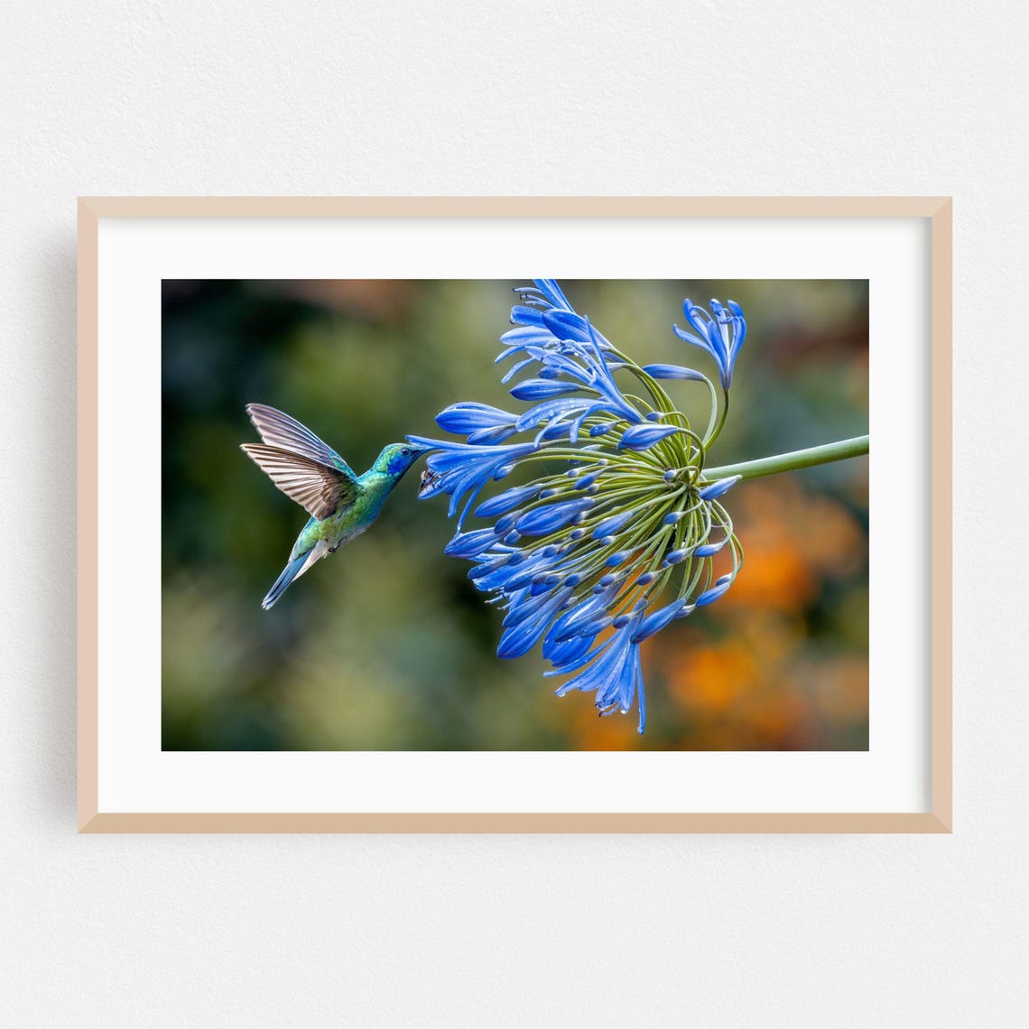 Hummingbird Feeding on Blue Agapanthus Flowers Nature Art Print