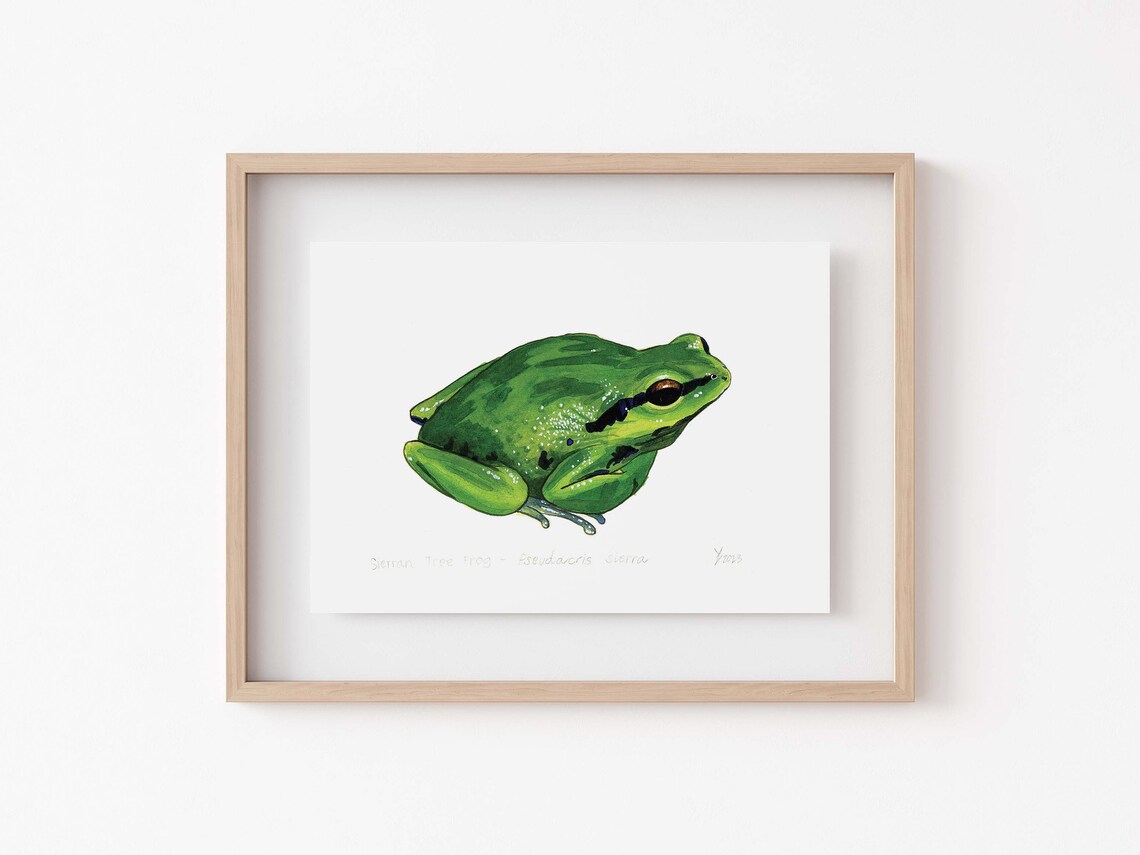 Sierran Tree Frog Art Print, Bay Area Wildlife