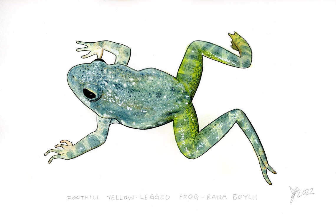 Yellow Legged Frog Painting, Wildlife Wall Art Print - Image 2