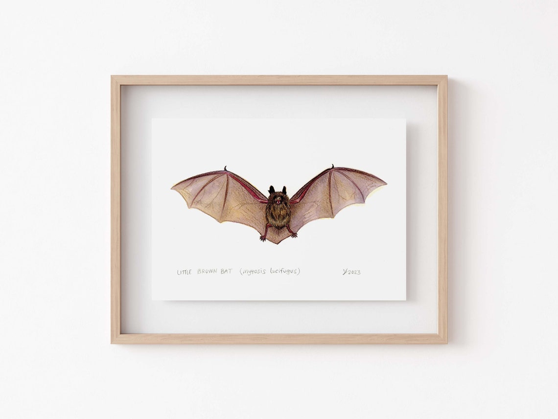 Little Brown Bat with Outstretched Wings Watercolor Art Poster