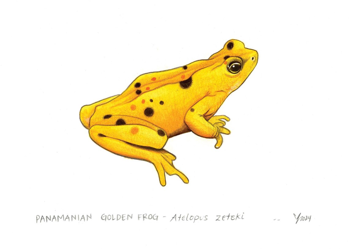 Panamanian Golden Frog Art Print, Herpetology - Image 2