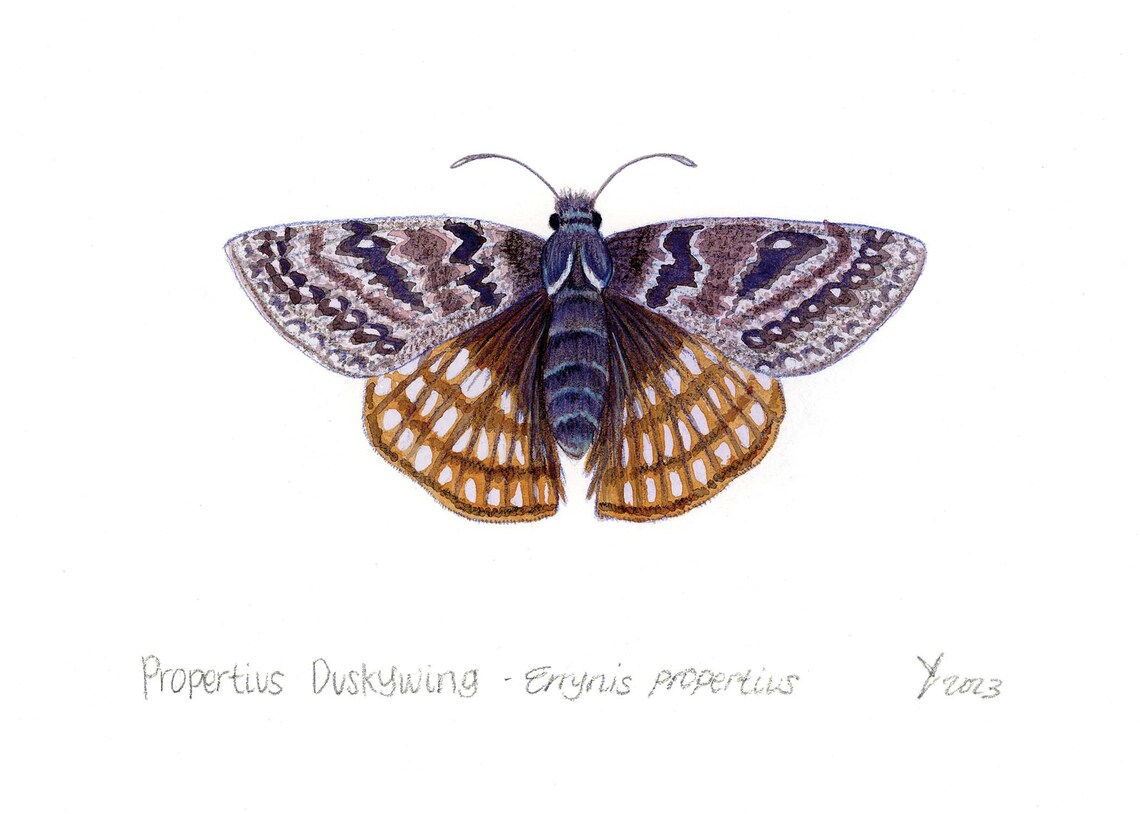 Propertius Duskywing Butterfly, California Wall Art - Image 2