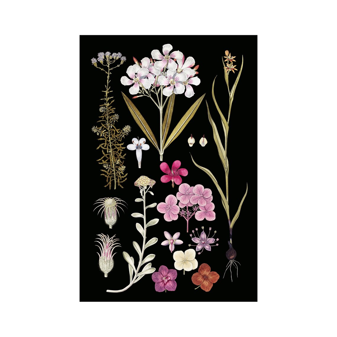 Floral Vintage Illustration, Black Botanical Print - Image 2