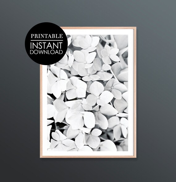 Black and White Hydrangea Blossoms Minimalist Floral Photography Wall Decor Print