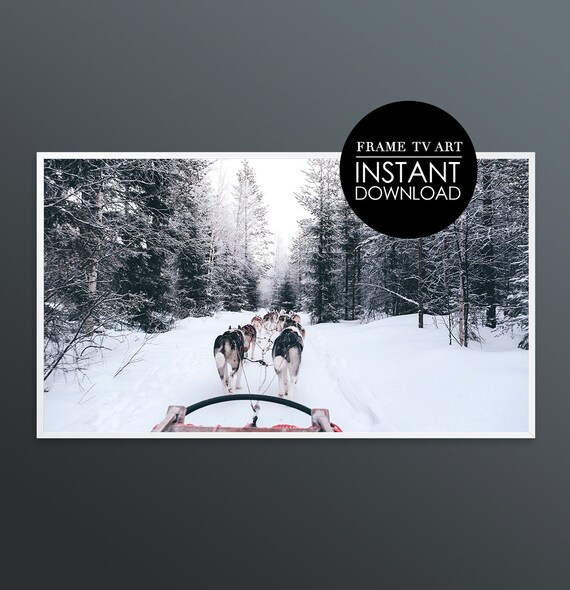 Husky Dog Sled Team Snowy Forest Winter Adventure Photo Poster