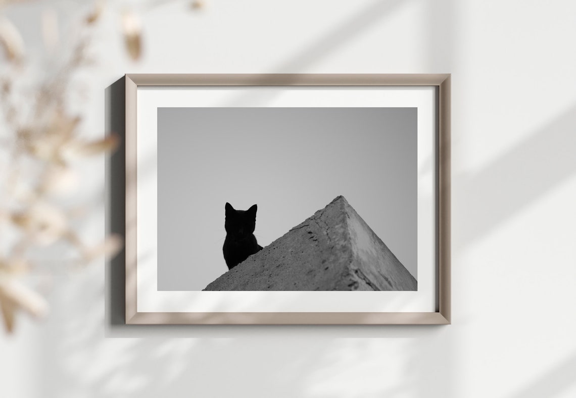 Monochrome Cat Photography Animal Photography Print Spain Photography Street Photography Wall Art Travel Photo Print Cat Photo Poster - Image 2