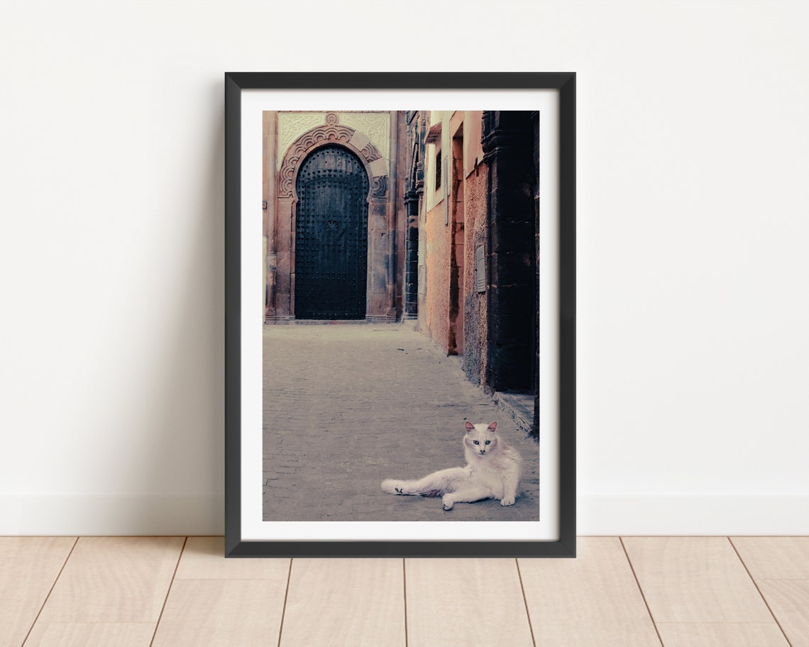 Stray Cat Photography Print Cat Photo Poster Morocco Photography Travel Photography Animal Photography Animal Photography Wall Art