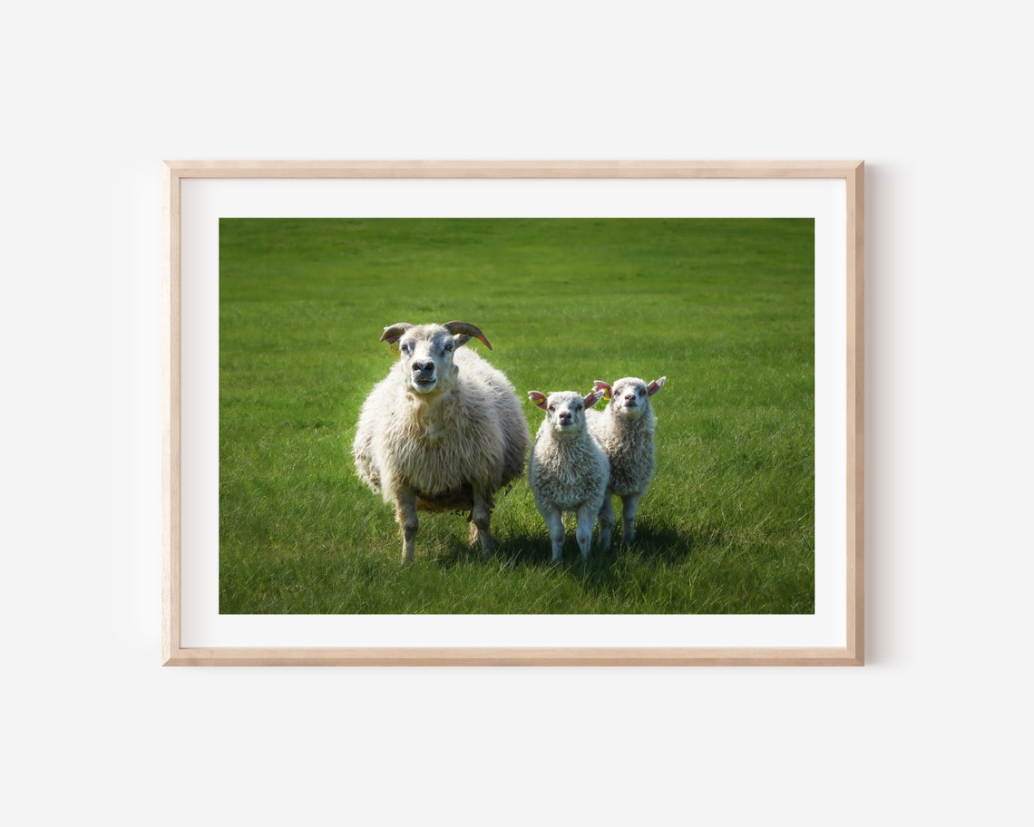 Iceland Farm Sheep Wall Art Print Farmhouse Decor Print Iceland Wildlife Photography Print Farm Animal Photography Print Sheep Poster - Image 4