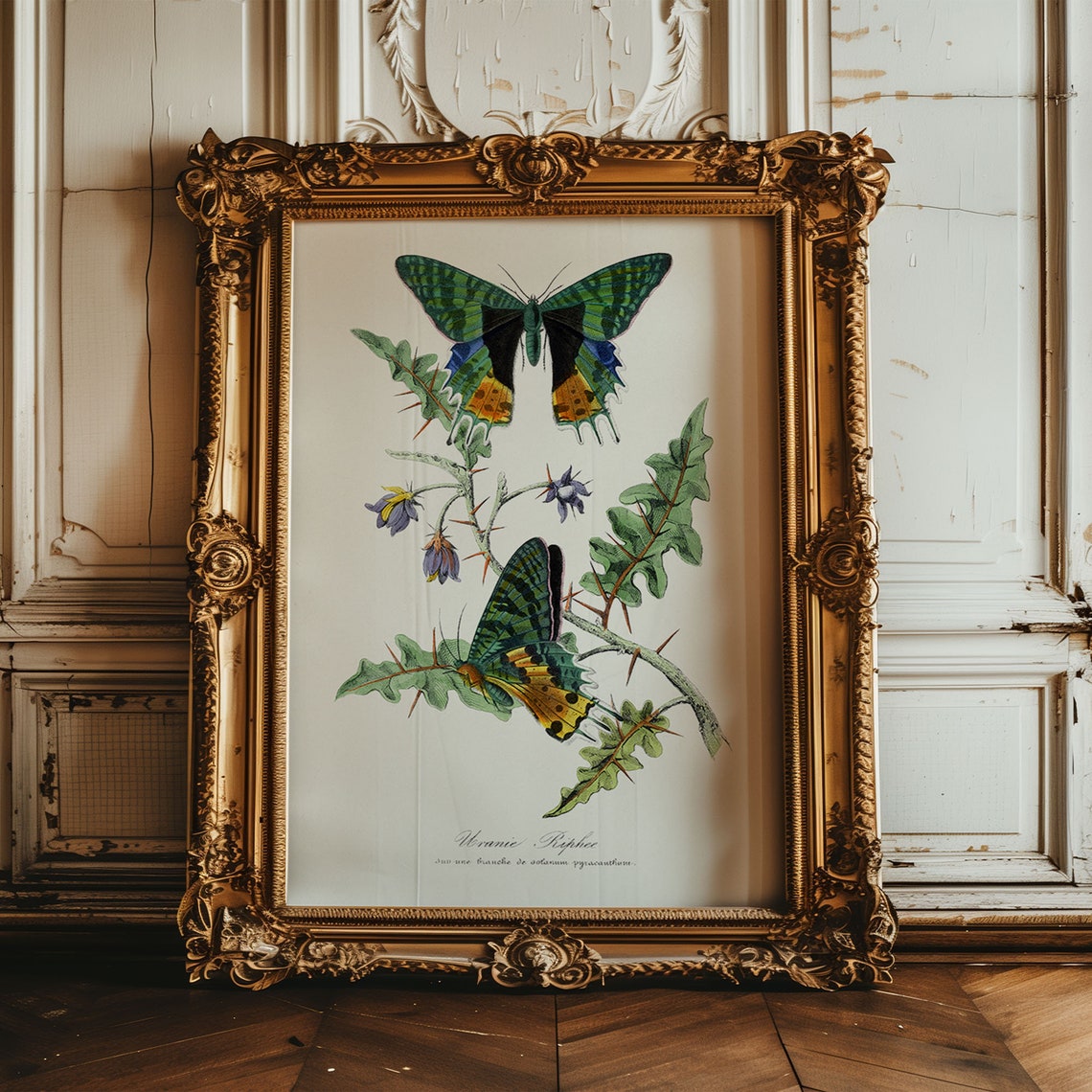 Vintage Butterfly Botanical Illustration Entomology Wall Poster - Image 3