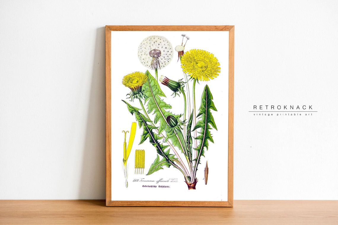 Dandelion Taraxacum Officinale Antique Botanical Illustration Poster - Image 2