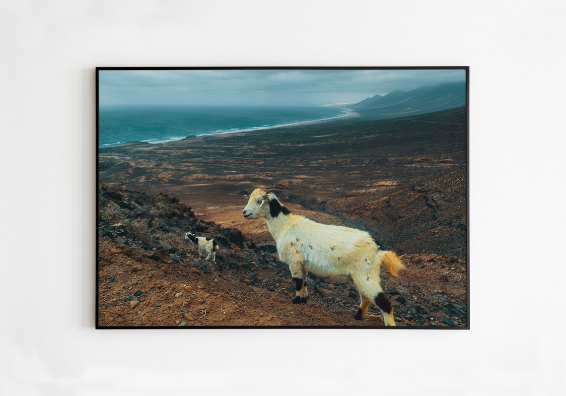 White Goat On Volcanic Hillside Above Ocean Wildlife Photo Print - Image 3