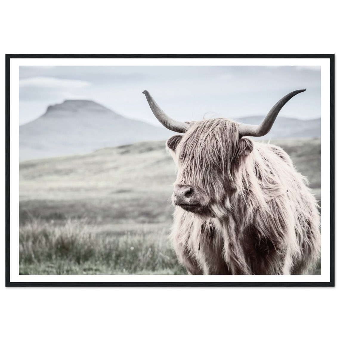 Highland Cow Animal Portrait Art Print
