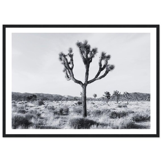 Joshua Tree Black And White Desert Landscape Photography Poster