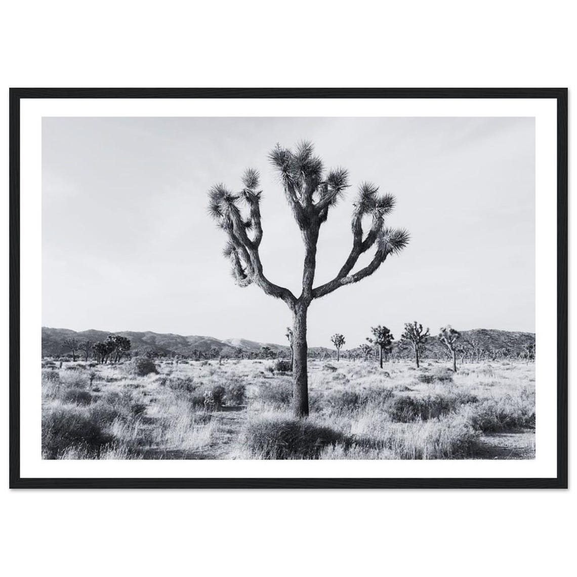 Joshua Tree Black And White Desert Landscape Photography Poster