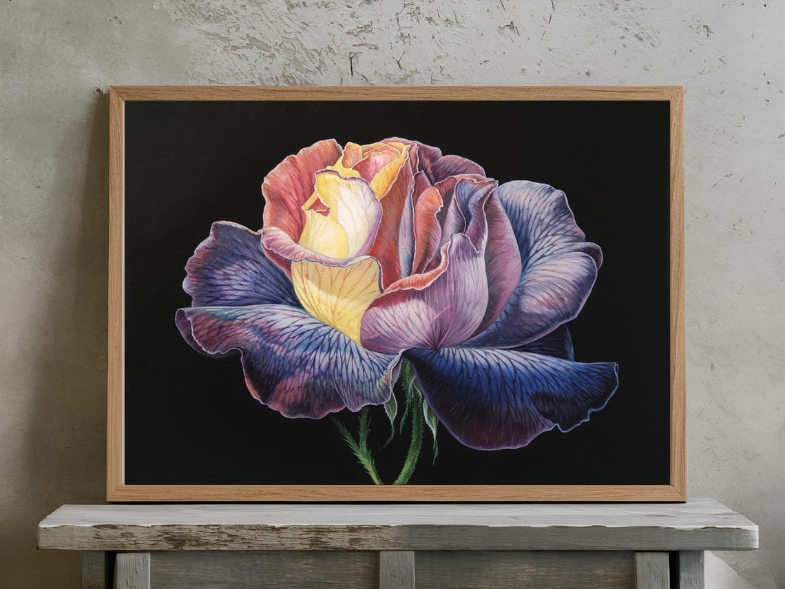 Juliet Rose Side View Striated Petals Purple Yellow Floral Poster