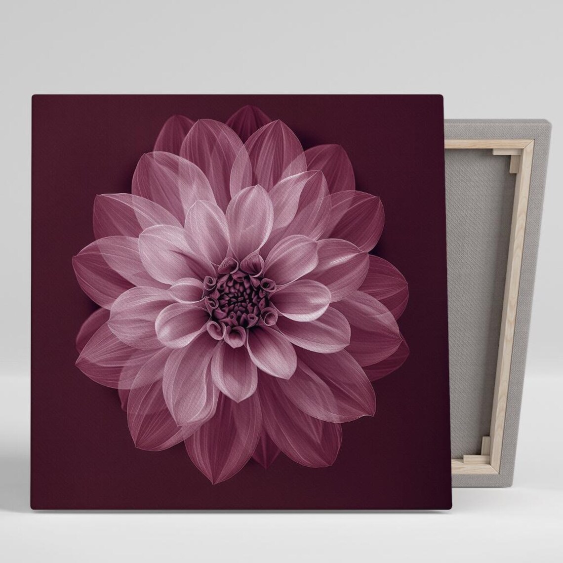 Pink Dahlia Flower Portrait On Dark Burgundy Moody Botanical Wall Art