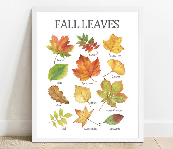 Fall Leaves Educational Print Homeschool Classroom Decor