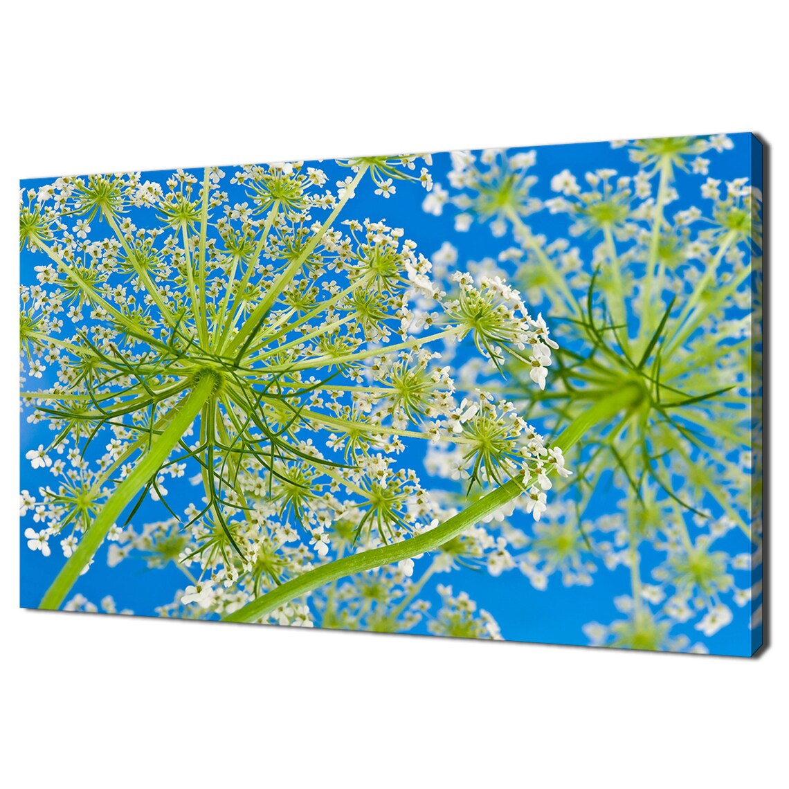 Queen Anne's Lace Wildflowers Blue Sky Looking Up Floral Photo Poster
