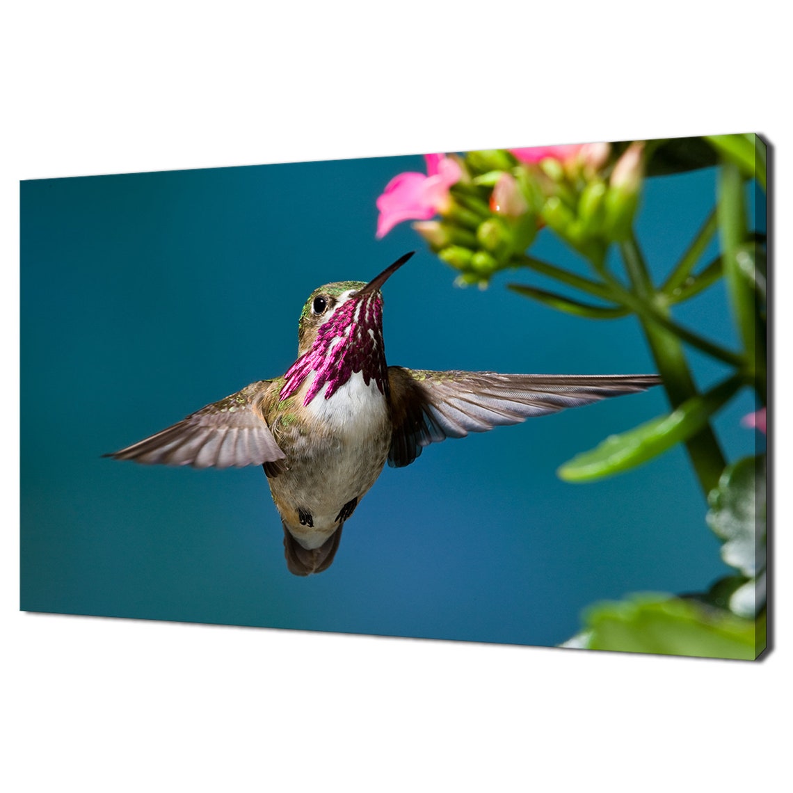Calliope Hummingbird Hovering Pink Flowers Teal Bird Wall Art Print