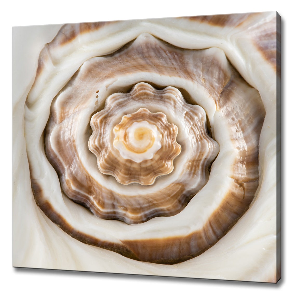 Seashell Spiral Macro Close Up Natural Fibonacci Geometry Print