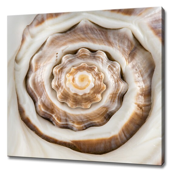 Close Up Of The Brown Round Seashell Fibonacci Spiral Modern Design Decor Print Wall Art Picture