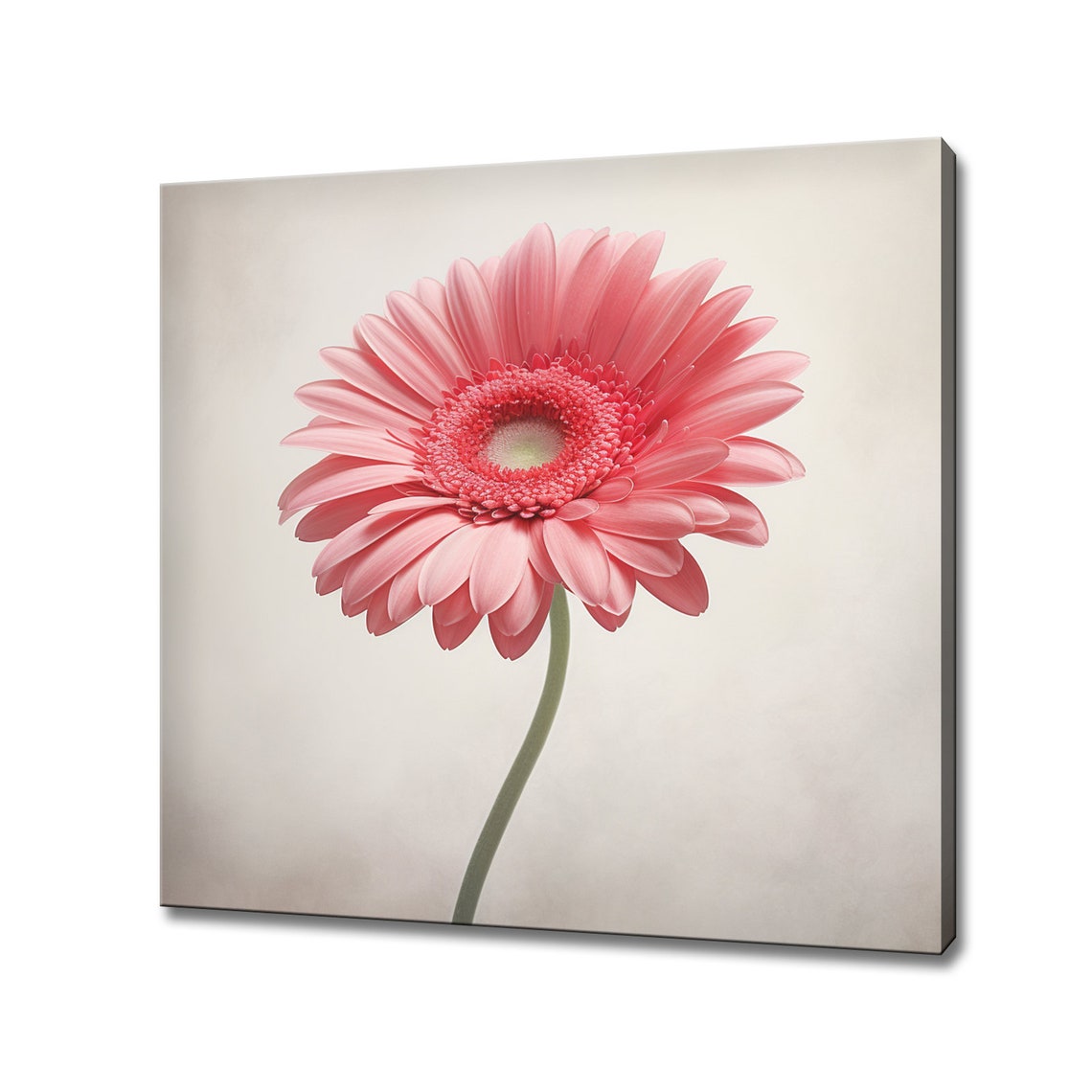 Single Pink Gerbera Daisy Minimalist Floral Close Up Wall Art Print
