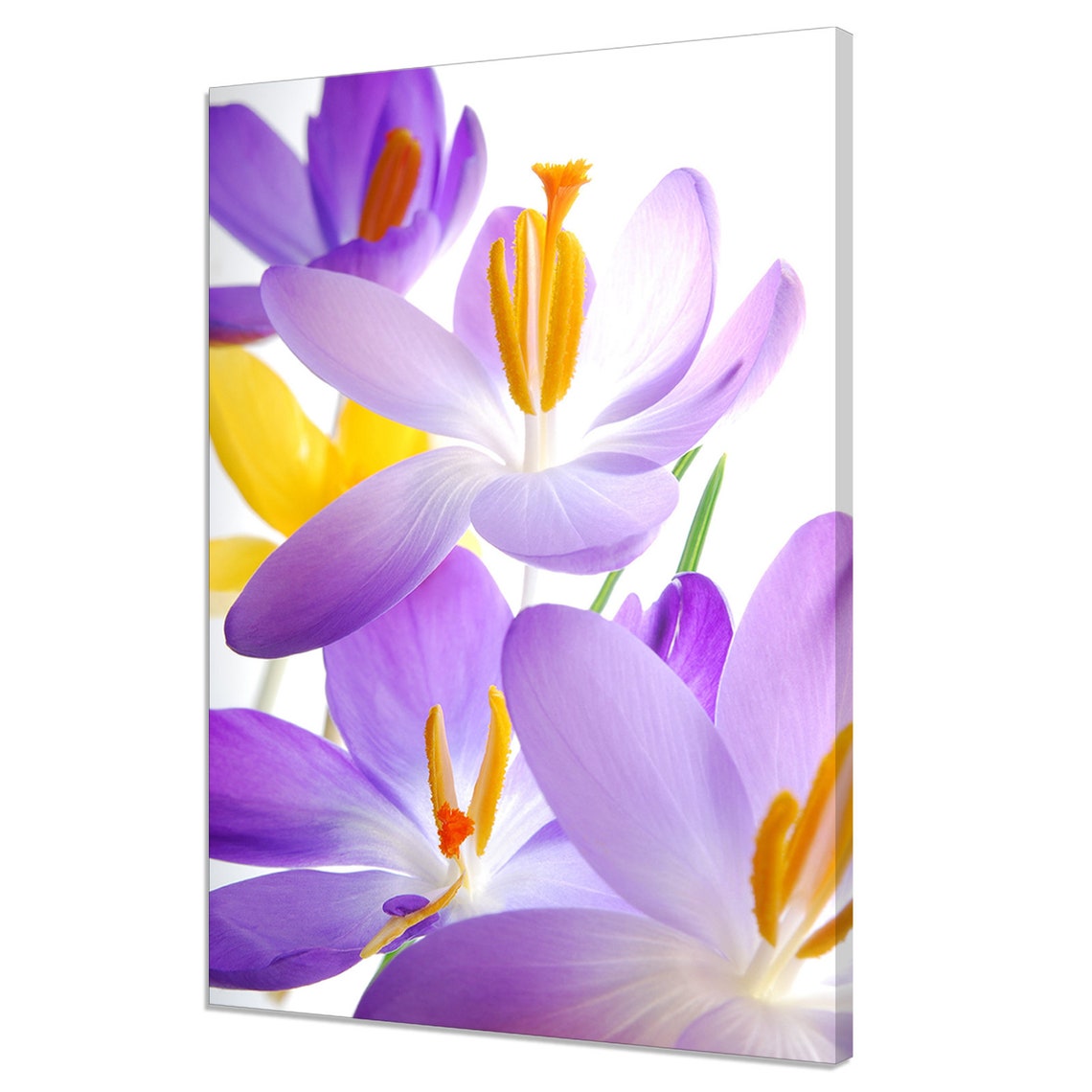 Purple Yellow Crocus Spring Flowers Macro Floral Wall Art Print
