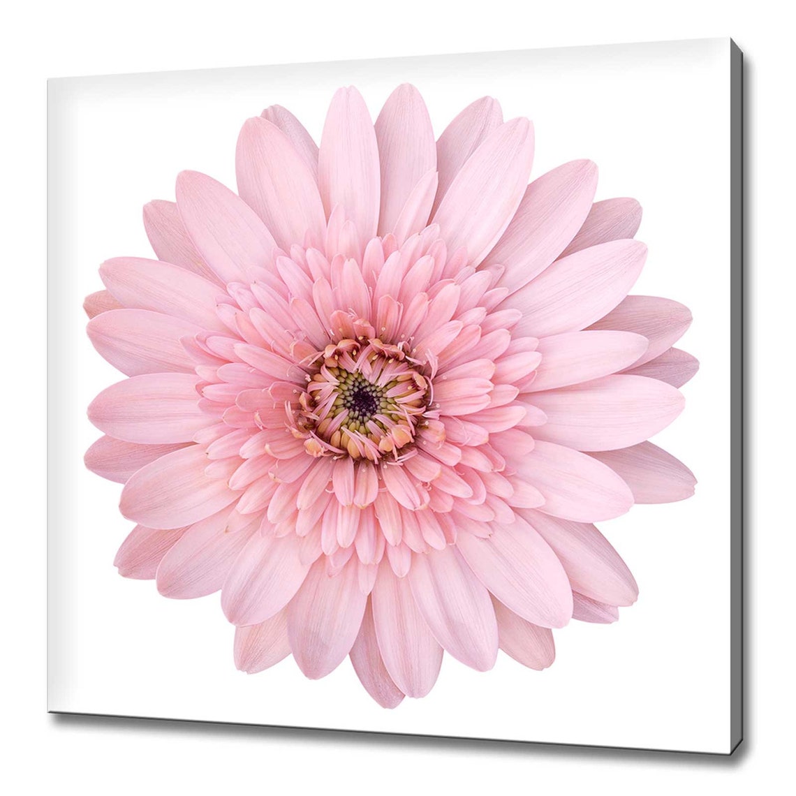 Light Pink Gerbera Daisy Flower Macro White Background Floral Poster