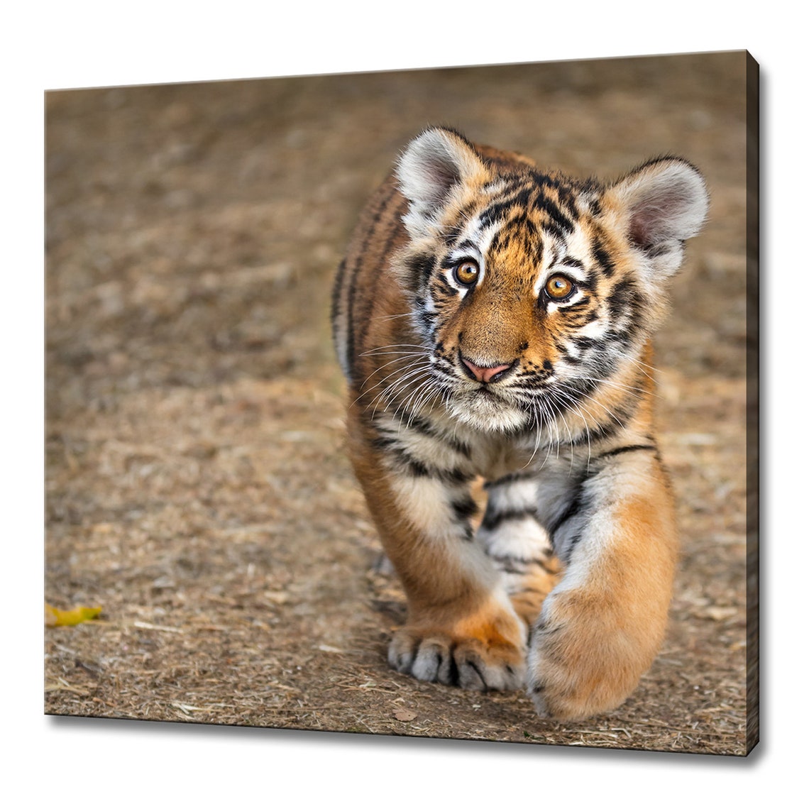 Adorable Tiger Cub Walking Toward Camera Wildlife Close Up Poster