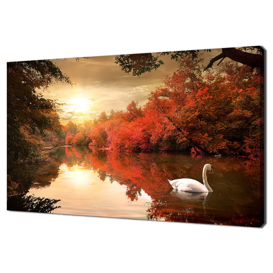 White Swan River At Sunrise Red Autumn Foliage Reflection Poster