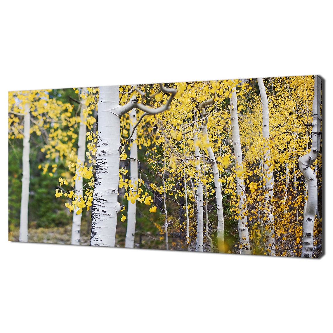 Birch Forest Golden Autumn Leaves Panoramic Nature Wall Art Poster