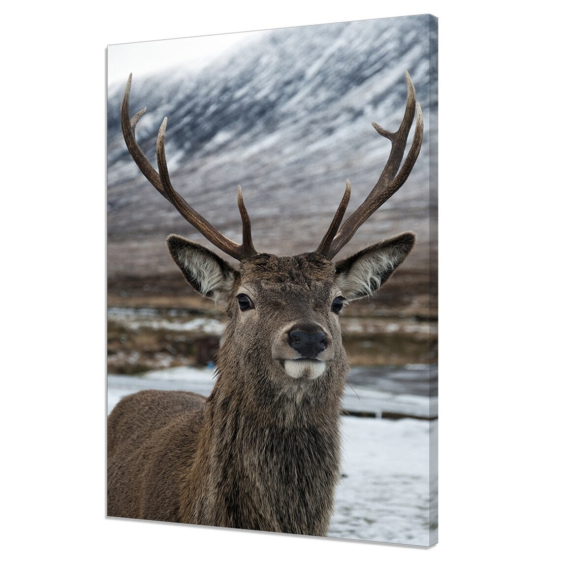 Scottish Red Deer Stag Snowy Highlands Portrait Wild Animal Photo Wall Art