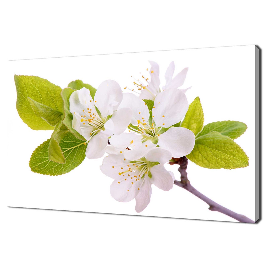 White Plum Blossom Spring Flowers Green Leaves Minimal Floral Print
