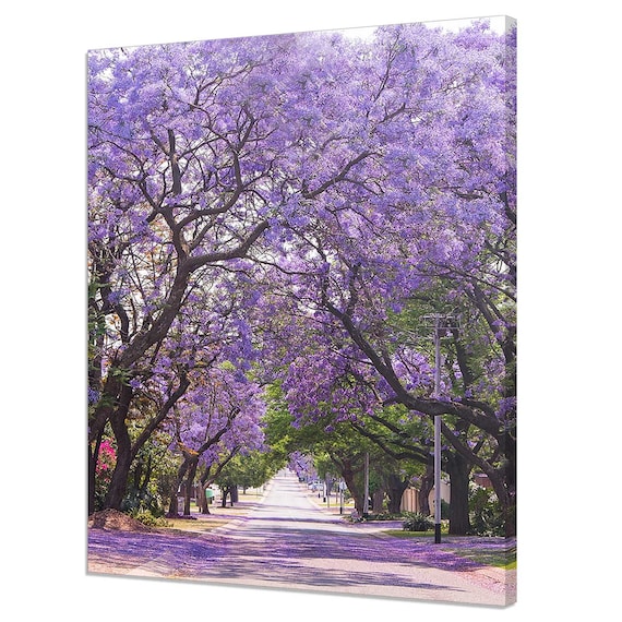Beautiful Purple Jacaranda Blooming Trees Morning Modern Design Print Home Decor Wall Art Wall Hanging Picture