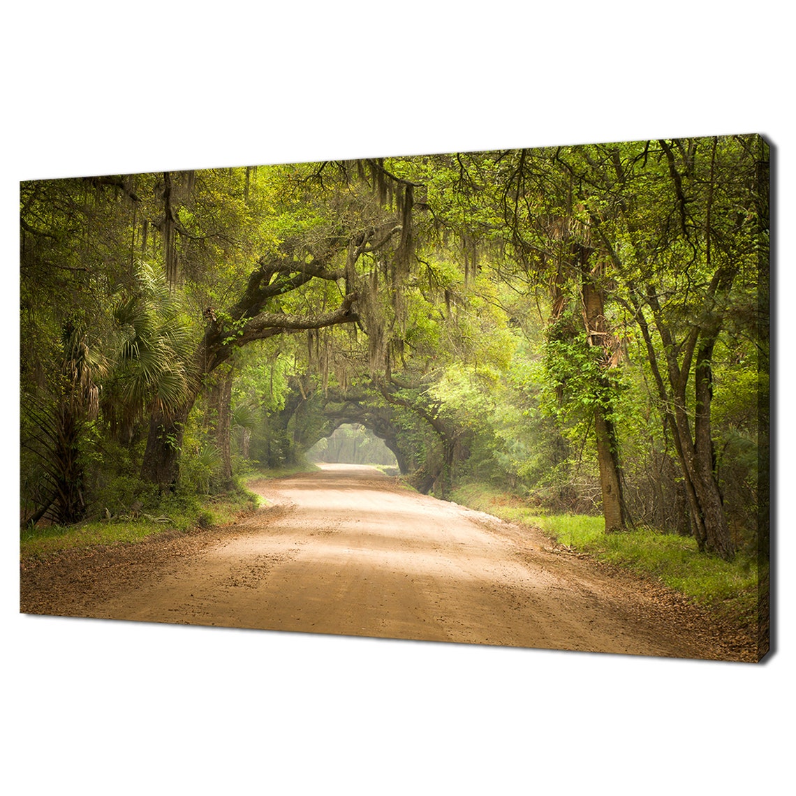 Charleston SC Spanish Moss Oak Tree Tunnel Country Road Poster