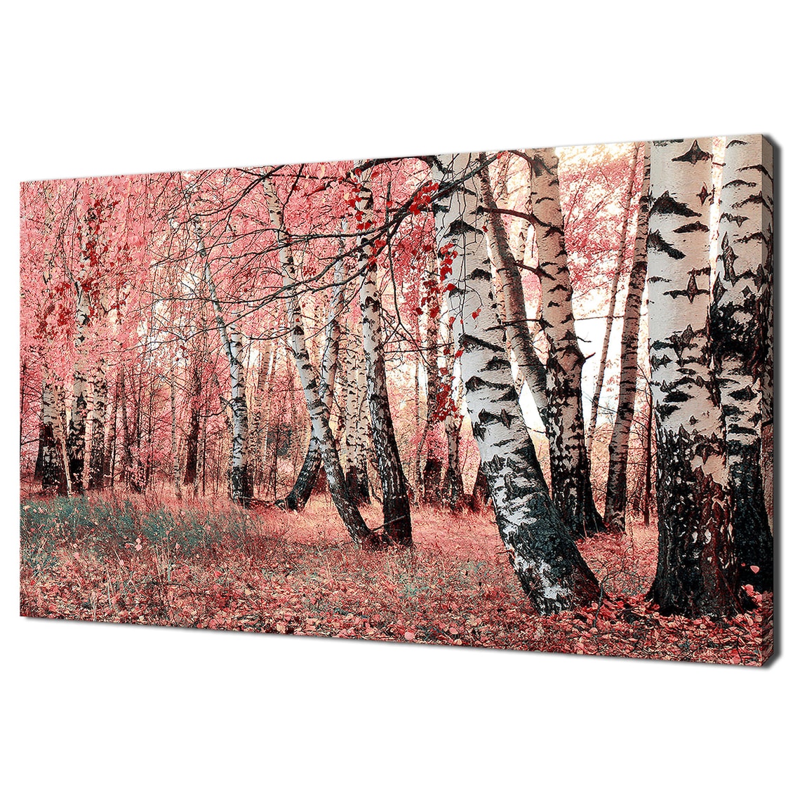 Pink Autumn Birch Grove White Trunks Forest Nature Photography Print