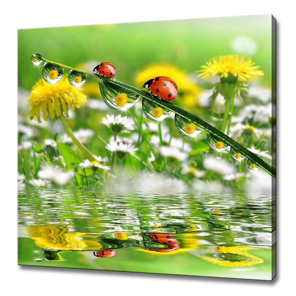 Two Red Ladybirds On Dewy Grass Blade Over Water Nature Macro Poster