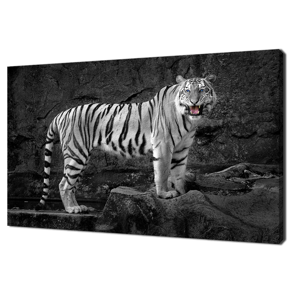 White Tiger Blue Eyes Snarling Rocks Black White Wildlife Photo Poster